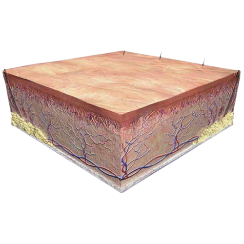 Día 28-56: Piel regenerada con la matriz de regeneración dérmica bicapa Integra